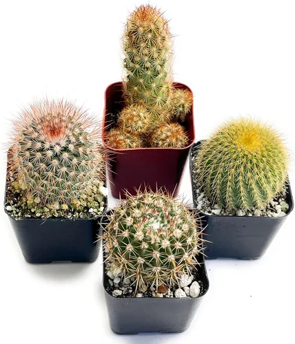 Miniatura 3 de Fatplants - Mini plantas de cactus vivas (paquete de 4), plantas de cactus de interior, plantas de cactus vivos, decoración de cactus vivos, plantas