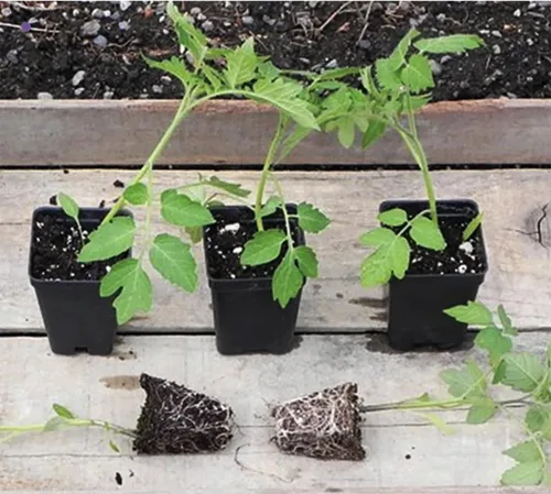 Miniatura 3 de Semillas de tomate gigante rosa belga, tomate grande reliquia, uno de los tomates más grandes y deliciosos para el cultivo doméstico, sin OMG, sin