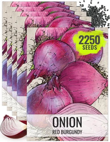 Miniatura 12 de Seed Needs Semillas de cebolla para plantar cebollas de día corto rojo burdeos, semillas de verduras sin tratar y sin OMG para plantar un jardín