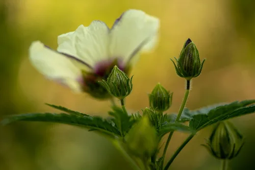 Miniatura 2 de Plant Good Seed Semillas de flor de una hora (hibisco) - Paquete de 50 semillas tradicionales para plantar flores, suministros de jardinería, flores