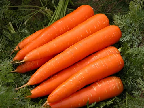 Miniatura 5 de Zanahoria Vegetal Red Giant - 1000 Semillas