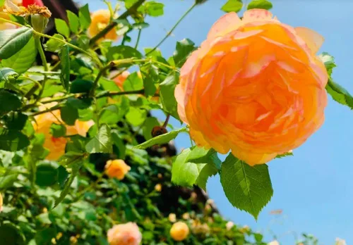 Miniatura 4 de 100 semillas de rosas trepadoras naranjas, plantas de jardín raras sin OMG