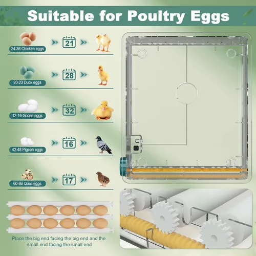 Miniatura 7 de CoInceptus 16 incubadoras de huevos para incubar huevos, incubadora de huevos con giro automático de huevos y control de temperatura, incubadoras