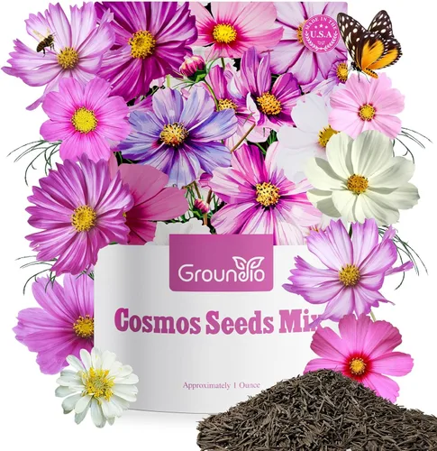 Miniatura 14 de Groundio Semillas de equinácea morada de 1 onza, semillas de equinácea perennes polinizadas abiertas sin OMG cultivadas en los Estados Unidos