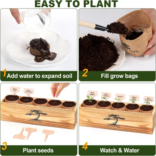 Miniatura 5 de Paquete de 5 Kits de Árbol Bonsái - 5 Semillas Kit Vivo de Planta de Árbol Bonsái en Crecimiento para Principiantes, Fácil de Cultivar Kits