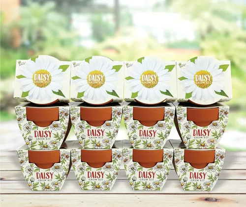 BUZZY Seeds Daydream - Mini macetas de terracota con paquetes de semillas de margarita, juego de iniciación todo en uno con instrucciones medianas y