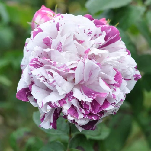 Miniatura 2 de Rosas Bourbon Heirloom, Planta de raíz propia viva para jardín al aire libre, Variegata di Bologna, Moderadamente fragante, Zonas de rusticidad