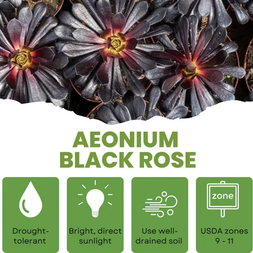 Miniatura 3 de Planta Aeonium de fácil cuidado en maceta viva de 4 pulgadas, plantas suculentas raras vivas, bien enraizadas, plantas de interior de fácil cuidado