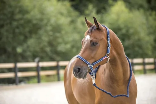 Miniatura 5 de Horze Cooper Halter con cuerda de plomo - Negro - Cob