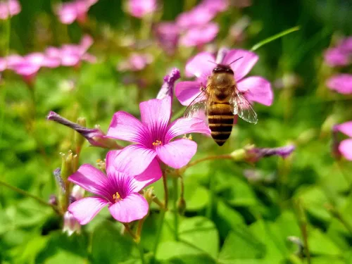 Miniatura 3 de Bulbos de trébol verde, 15 bulbos Oxalis de la suerte para plantar, fáciles de cultivar en interiores fuera de la elección del jardinero novato