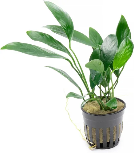 Miniatura 10 de SubstrateSource Plantas vivas – Anubias Hastifolia (Anubias hastifolia) – Luz baja a moderada, hojas en forma de flecha de color verde medio a
