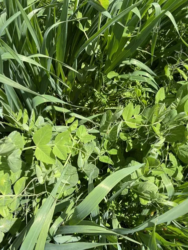 Miniatura 4 de Cubre la mezcla de semillas de cultivos de Eretz (1 libra). Elige el tamaño. Willamette Valley, cultivado en Oregon, sin OMG, sin rellenos, sin