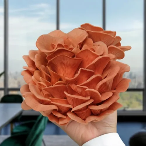 Miniatura 3 de Kit de cultivo de hongos ostra rosa de Forest Origins, fácil para principiantes y de uso sencillo, crece en 10 días Hecho a mano en California
