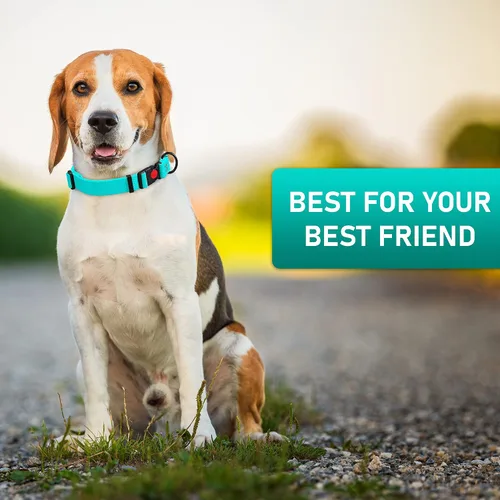 Miniatura 9 de Collar de perro ajustable con código QR identificación adjunta, fabricado en Estados Unidos, collar de perro resistente al agua con hebilla