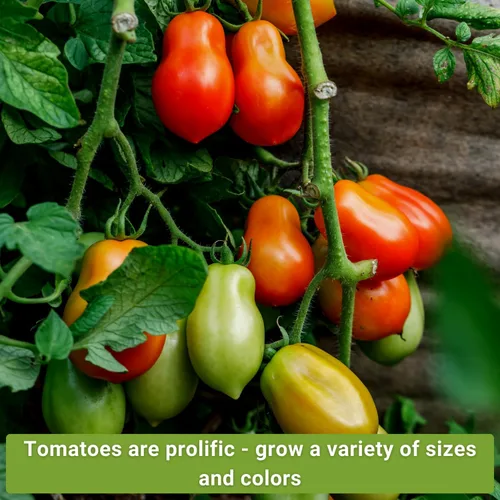 Miniatura 4 de Sow Right Seeds - Colección de semillas de tomate para plantar - 10 variedades con muchos tamaños, formas y colores - Paquetes de semillas