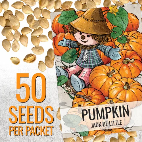 Miniatura 3 de Seed Needs Semillas de calabaza para plantar mini calabazas Jack Be Little – Herencia sin OMG y sin tratar para plantar un huerto al aire libre