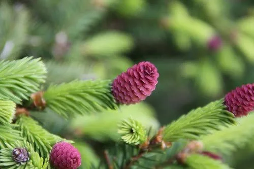 Miniatura 4 de Acrocona Norway Spruce 1 - Año Árbol vivo