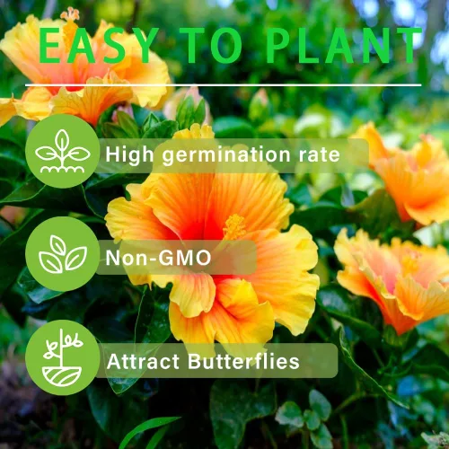 Miniatura 3 de Más de 100 semillas de hibisco gigantes para plantar al aire libre, plantas de flores perennes raras sin OMG para tu floreciente jardín y hogar