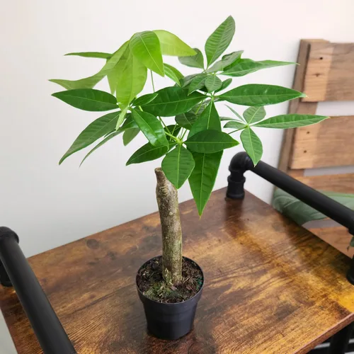Miniatura 3 de Planta de Árbol de Dinero Viva, Árbol de Dinero Pachira Aquatica, Árbol de Dinero Feng Shui Pachira Aquatica, Planta Pachira Bonsai en Maceta