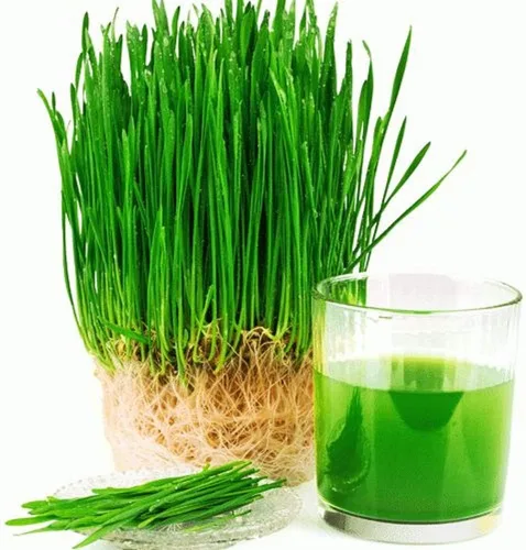 Miniatura 3 de Semillas de pasto de trigo para brotar microverdes, 8 onzas, una rica fuente de vitaminas y minerales y nutrientes que promueven la salud.