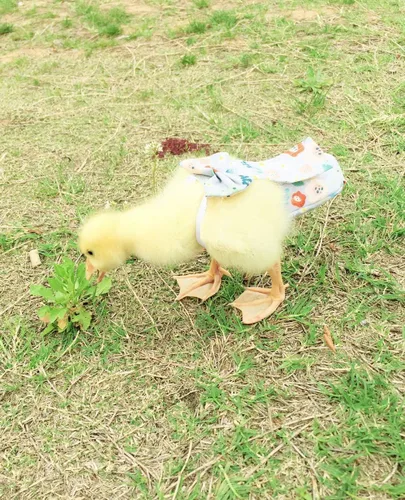 Miniatura 5 de Pañales para aves de corral - Impermeables, ajustables, lavables y reutilizables para patos, pollos y gansos (XL: 12.35 oz-15.87 oz)