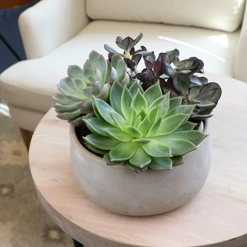 Miniatura 4 de Suculentas Echeveria de 1 cuarto de galón, 4 unidades, suculentas vivas recuerdos de fiesta en macetas suculentas, plantas suculentas vivas plantas