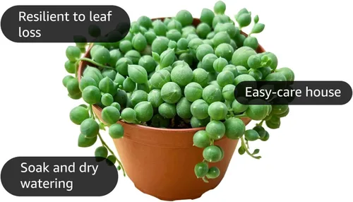 The Succulent Cult - 10 esquejes variados de suculentas vivas, no hay 2 suculentas iguales, ideales para terrarios, mini jardines y como plantas de