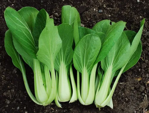 Miniatura 3 de Semillas Vegetal Col Chino Bok Choy (Pak Choi) Verde - 300 Semillas