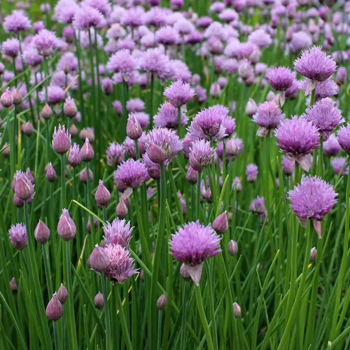 Miniatura 7 de Outsidepride Semillas de jardín de hierbas de cebollino perenne de 1 oz para microverdes, brotes y cocina