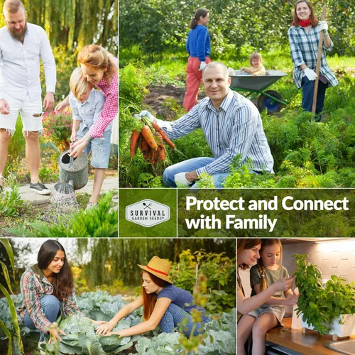 Miniatura 4 de Atlantic - Semillas de calabaza gigante para plantar Variedad tradicional sin OMG para cultivar enormes calabazas de competencia para jardín