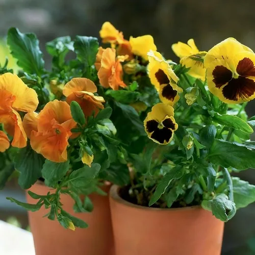 Miniatura 4 de Más de 200 semillas de pensamiento para plantar, semillas de flor de viola perenne de colores mixtos, semillas de pensamiento sin OMG para jardín