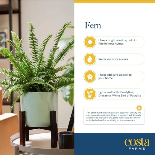 Miniatura 6 de Costa Farms Helechos (paquete de 2), plantas de helecho Boston vivas de primera calidad en macetas colgantes, plantas de interior en macetas