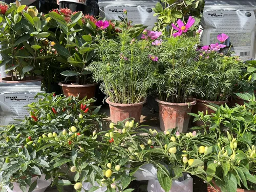 Miniatura 9 de Soil Vigor - Cristales de almacenamiento de agua – Corte el riego en un 50% Hidrogel de polímero súper absorbente para céspedes, jardines