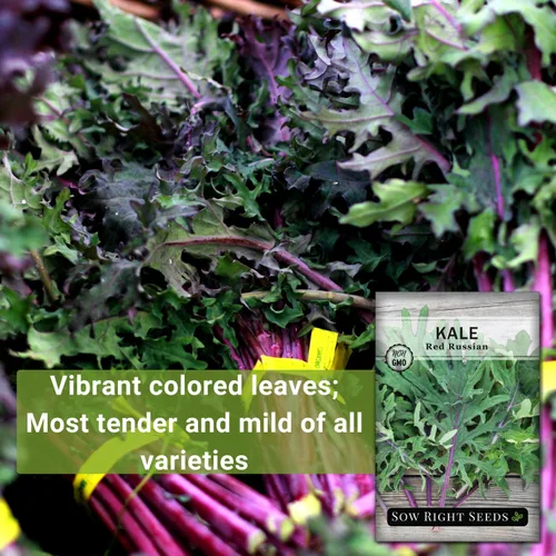 Miniatura 3 de Sow Right Seeds - Semillas rojas de col rizada rusa para plantar - Paquete de reliquia sin OMG con instrucciones para plantar un huerto casero