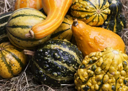 Miniatura 4 de Colección de semillas de calabaza, 4 variedades tradicionales sin OMG. Botella Birdhouse, esponja Luffa, gota, mezcla pequeña.