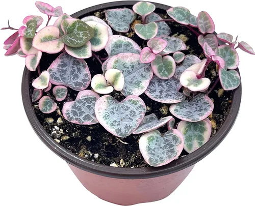 Miniatura 2 de Planta suculenta viva de 4 pulgadas con cuerda de corazones variegada, plantas suculentas vivas, plantas suculentas enraizadas, planta colgante