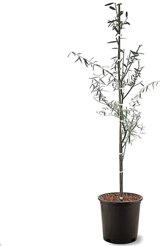 Miniatura 7 de Sauce llorón, caducifolio, de crecimiento rápido, árbol de sombra, 2-3 pies de altura del árbol, maceta de vivero de 1 galón