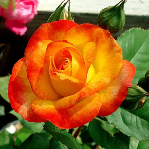 Miniatura 12 de Plantas vivas de rosas trepadoras, rosales listos para plantar, sin maceta, podados, bien enraizados, de 6 a 8 meses de edad (Fourth of July)
