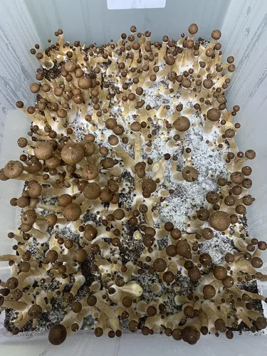Miniatura 3 de Semillas Porcini Setas Esporas - Heirloom - Libre de OGM