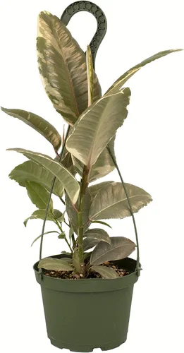 Shop Suculents | Colección permanente | Árbol vivo color borgoña seleccionado a mano, purifica el aire al interior de la casa, maceta de crecimiento