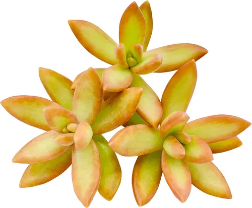Miniatura 14 de Tallos de Suculentas Vivas (3 Sedum Morganianum Colas de Burro), Plantas Suculentas Vivas, Planta Suculenta SIN Raíces, Plantas de Casa Vivas