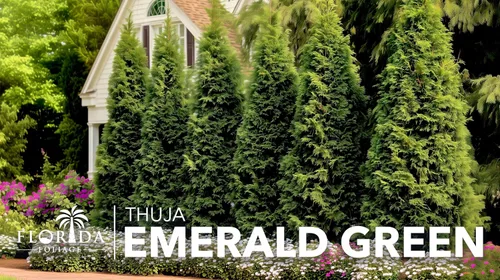 Miniatura 4 de Arborvitae verde esmeralda Árboles vivos del tamaño de 2 galones Thuja Occidentalis Smaragd Plantas de seto de detección de privacidad de hoja