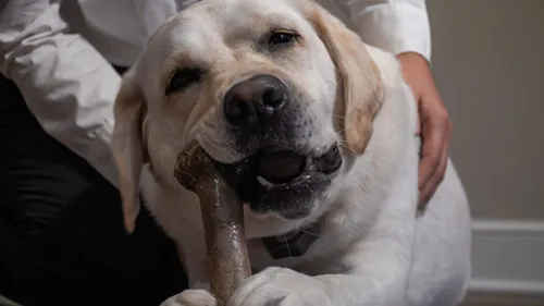 Miniatura 3 de Hero - Hueso de fémur Bonetics - Huesos de perro - Huesos de cachorro - Diseñado para perros extra grandes de hasta 75 libras (aroma a madera)