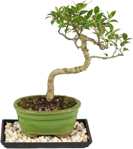 Miniatura 3 de Brussel's Live Golden Gate Ficus - Árbol bonsái para interiores, 5 años de edad; 6 a 10 pulgadas de alto con recipiente decorativo, bandeja
