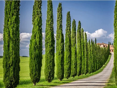 Miniatura 2 de Árbol de ciprés italiano 1 árbol extra grande de 3 galones Cupressus Sempervirens Plantas formales elegantes de estilo mediterráneo