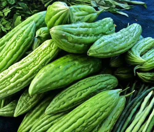 Miniatura 3 de 30 semillas largas de melón amargo – hasta 16 pulgadas de crecimiento rápido – Semillas de verduras tradicionales de calabaza amarga sin OMG