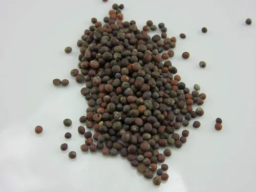 UPC0764425788942 - Semillas de coliflor, mezcla de brócoli (Brassica oleracea) 1306-Rainbow Blend UPC0764425788942 Sin OMG, orgánico, plantas
