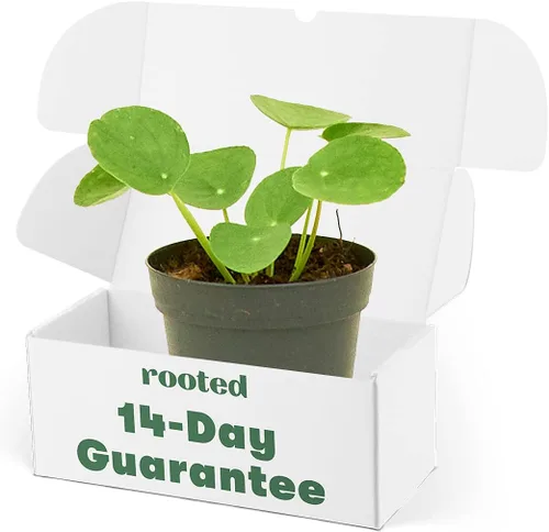 Rooted Planta de dinero china, Pilea Peperomioides, viva, viva en interior, decoración del hogar, fácil de cultivar, fácil de cuidar, jardín al aire