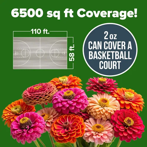 Miniatura 360 de HOME GROWN Semillas de girasol de cereza y chocolate, 150 semillas tradicionales sin OMG, girasoles burdeos para plantar, flores de jardín altas que