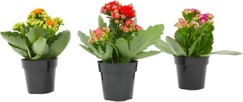 Miniatura 3 de Kalanchoe - Paquete de 3 plantas de flores, decoración de plantas de escritorio, regalos de suculentas vivas para amantes de las plantas, ideas